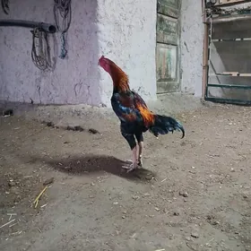 bir yarym yylky horaz