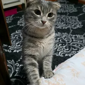 Нужна кошечка для мальчика