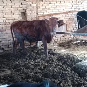 gulojun bakyda duran