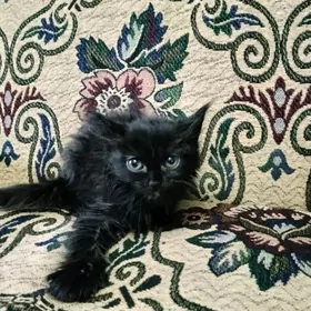 британская котёнок