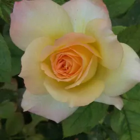 roza bagul gul розы