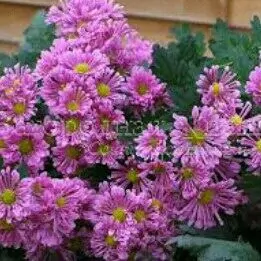 hrizantema хризантема