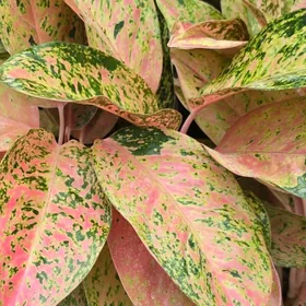 Аглаонема пинк