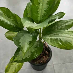 Аглаонема Паттая Бьюти