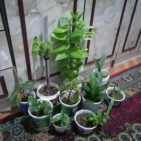 комнатные цветы