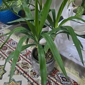 Домашний Юкка