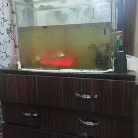 аквариум рыбки