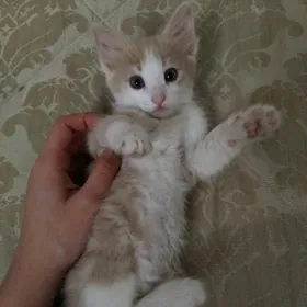 котёнок-мальчик