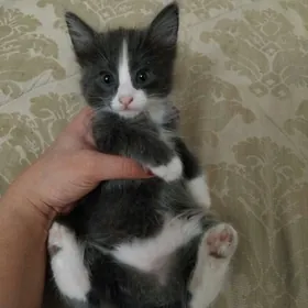 котенок-девочка