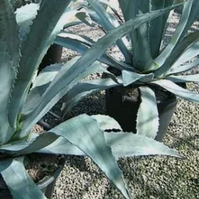 Агава болшая