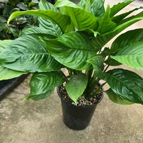 Женское счастье