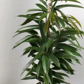 Фикус Али выше метра