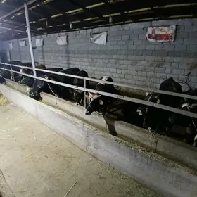 Arginal swes Okizler