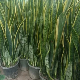 Сансаверия рост 1метр