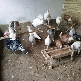 Индук йумуртга бар