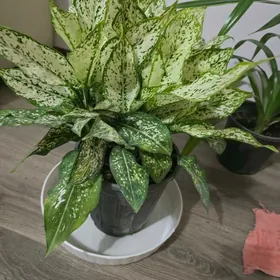 Аглаонема Даймонд