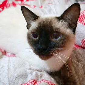 Сиамка девочка