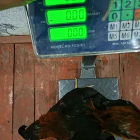 baýes baýsy baýsok horaz