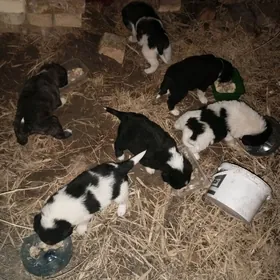 щенки дворняжки.