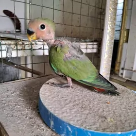 popugaý/попугай