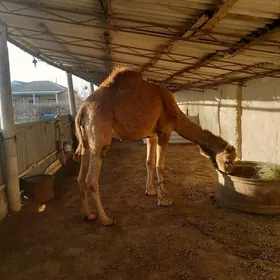 agyr. bogoz. düyö  yuwoşo