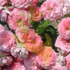 садовая китайская роза