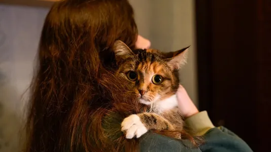 Таиланд признал кошек важной частью экономики