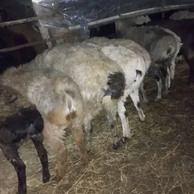 goyun goc bogaz goyun