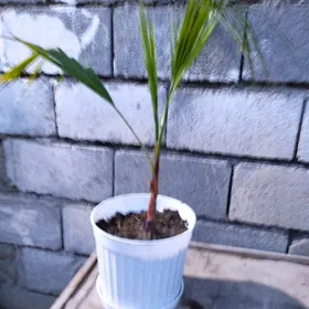 Palma Wşikton agajy