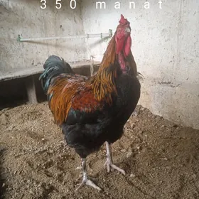 gigant we baýsok gatylan horaz