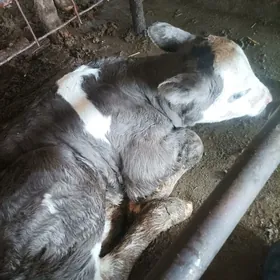 Semental gunajyn gole