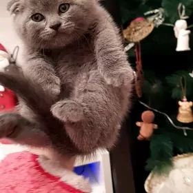 шотландские котята