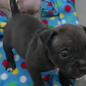 щенок канакарсе