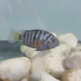 Цихлазома чернополосая