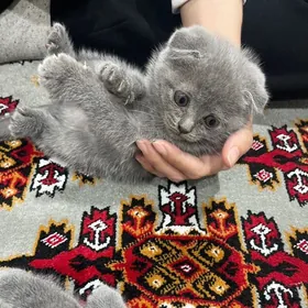 шотландская вислоухая котят