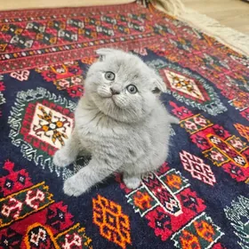 Шотландские котята, Şotland