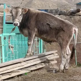 Arginal Şwes Öküz