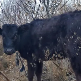 gysyr sygyrlar we gole