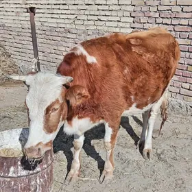 Голели сыгыр