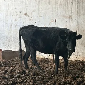 GARA ÇORNY PIÝOSTYR TÜWE