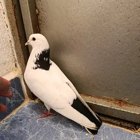 Kepderi Голуби