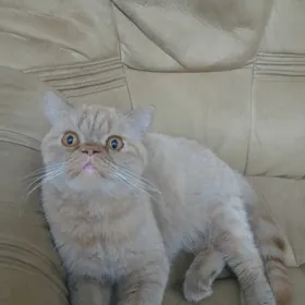 персидская кошка