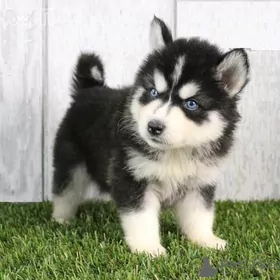 щенки хаски