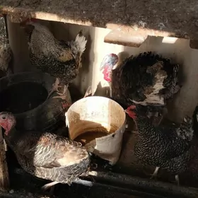 induk tovykinduk tovyk