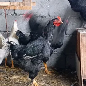 Jersi horzlar 5 aylyk gigant b