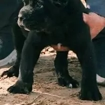 Кане Корсо клубные щенки 🦮