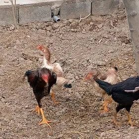 byes horaz ve tovuklar