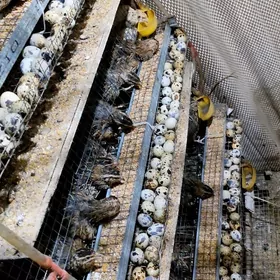 bedene ýumurtgasy bar