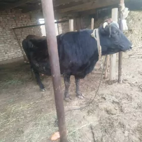 Şwes suytli  bogaz sygyr