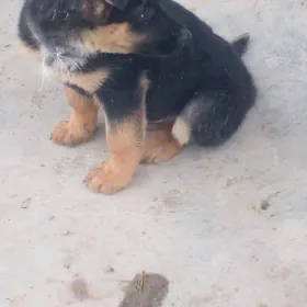 немисги   авчарка